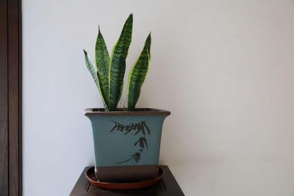 9月養虎皮蘭,施肥很重要,還要抓緊時間做好這5點,才會養出狀態 9月養虎皮蘭,施肥很重要,還要抓緊時間做好這5點,才會養出狀態