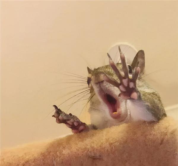 小松鼠說找到新窩啦 小松鼠說找到新窩啦