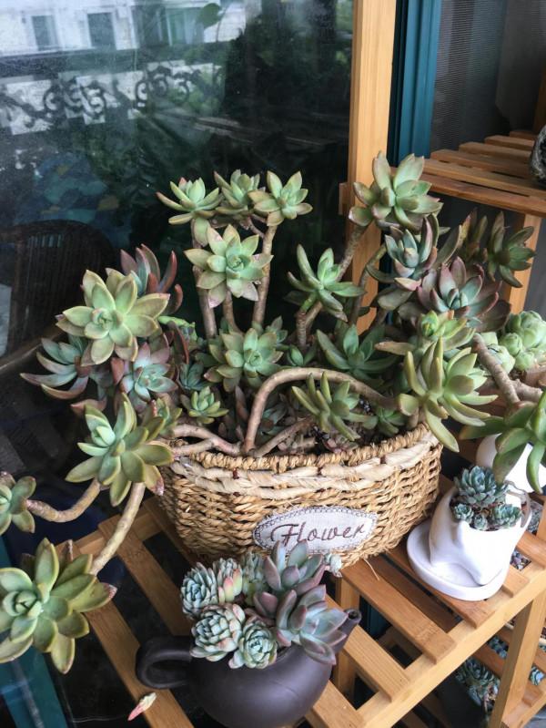 開啟侷限製造不同玩法——多肉也可以成為一片景