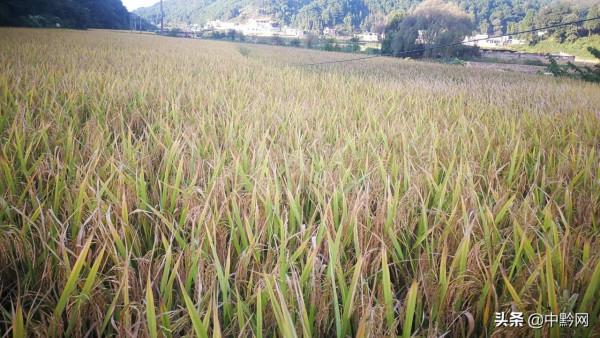 秋收季節,稻穀豐收了 秋收季節,稻穀豐收了