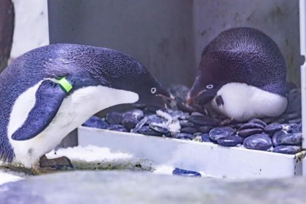 創紀錄！上海海昌海洋公園阿德利企鵝產下15枚企鵝蛋