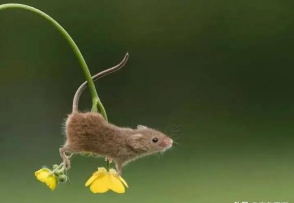 辛苦半月，十二生肖七絕版終於全部寫完，謝謝友友們的陪伴和唱和