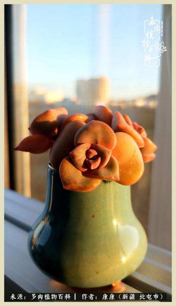 遠處都是風景，近處全是人生，眼前卻是多肉