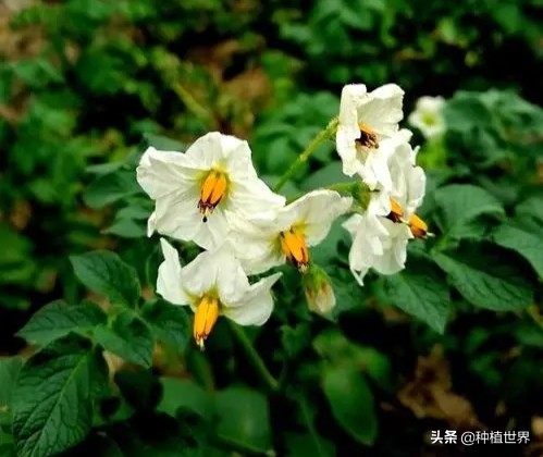 雜交土豆種子問世，每畝僅需2克，能否掀起土豆種植新革命？