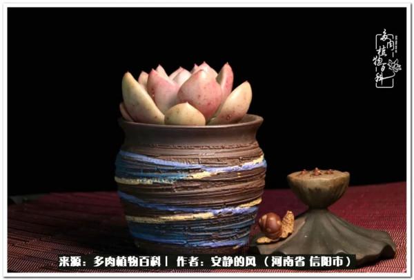 陽臺多肉黨的幸福生活 陽臺多肉黨的幸福生活