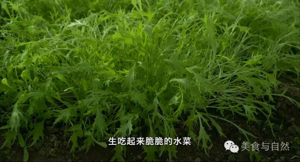 走進小森林之秋季篇