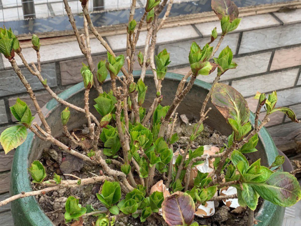 “外甥正月不剃頭”，8種花正月不能剪，還要再忍1個月