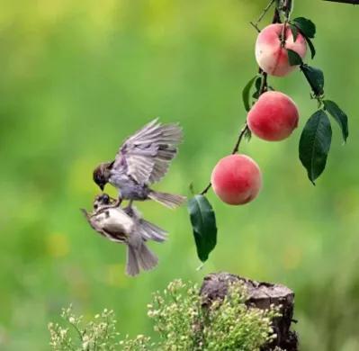 分享圖片——最美的鳥語花香集錦