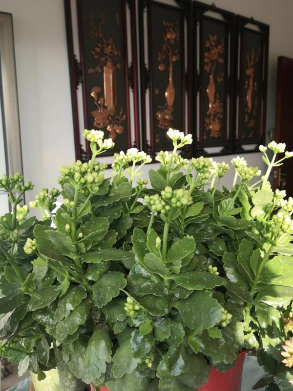 我養過的暴盆品種