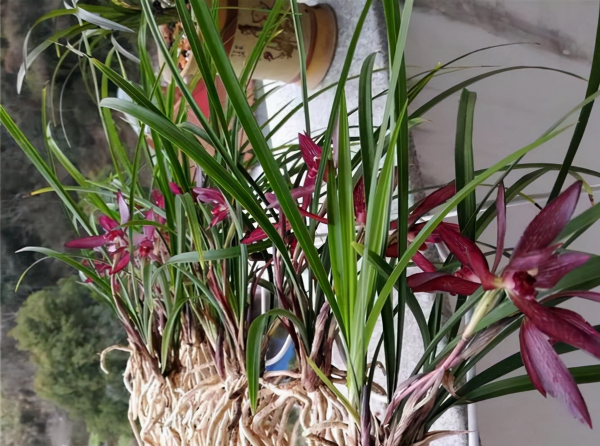 貴族頂級紅素&mdash;&mdash;婁山紅，品種高貴，花色豔麗，家裡有的都不一般