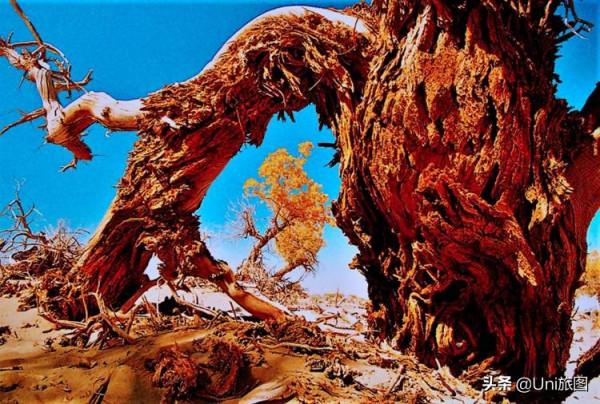 額濟納這些最美秋色,今年看不到了,來年你要去嗎? 額濟納這些最美秋色,今年看不到了,來年你要去嗎?