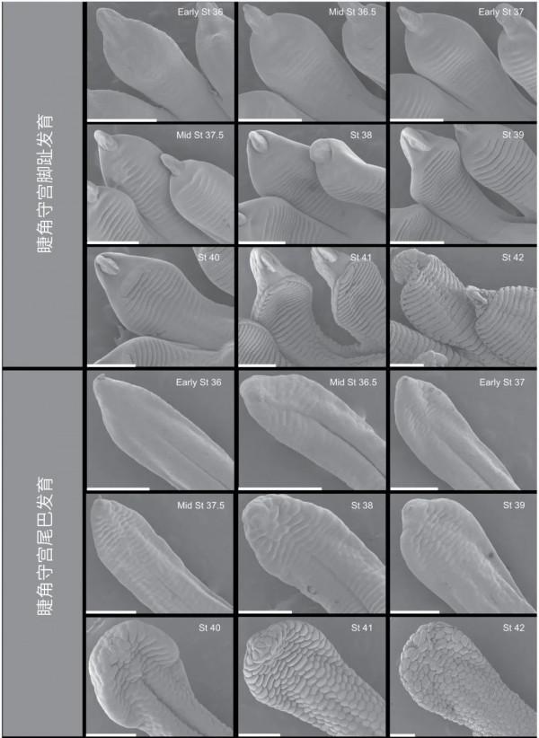 壁虎:我只是個平平無奇的武林天才罷了 壁虎:我只是個平平無奇的武林天才罷了