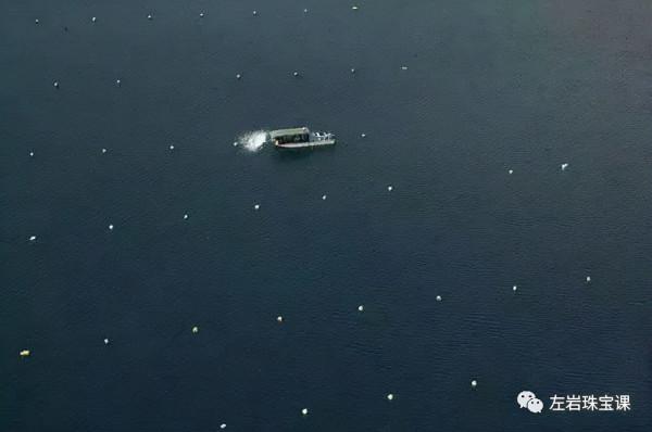 冬日提升氣質必備!南洋金珠到底是什麼來頭? 冬日提升氣質必備!南洋金珠到底是什麼來頭?