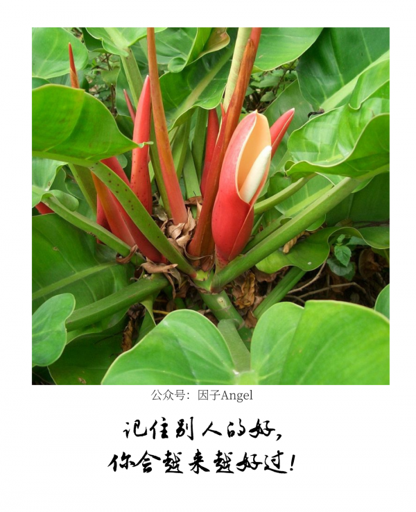 植物之36技&mdash;&mdash;熱