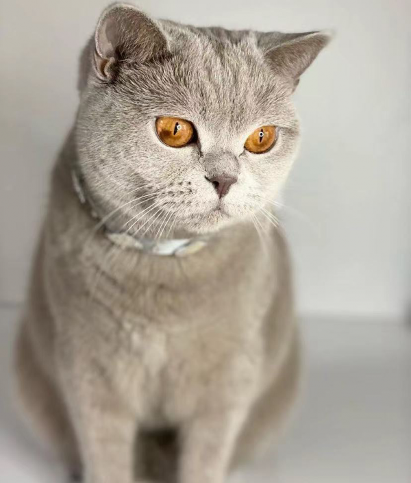 大橘擁有罕見瞳色，引發全網熱議：“全世界找不到第二隻！”