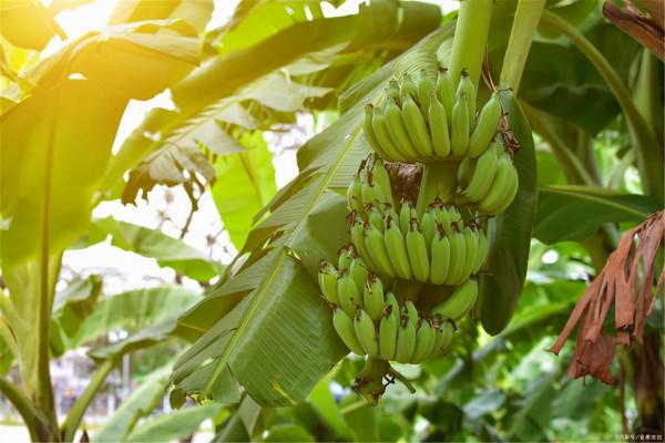 冬天水果煮著吃更健康？提醒：這3種水果煮著吃，營養也許會翻倍