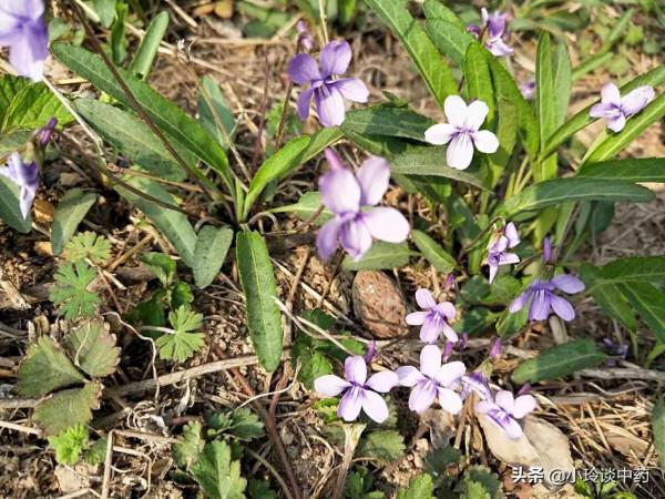 每日中藥——紫花地丁