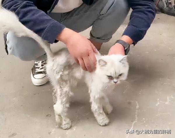 銀漸層被遺棄街頭,只能用垃圾充飢,不幸身患重病,男子做得很贊 銀漸層被遺棄街頭,只能用垃圾充飢,不幸身患重病,男子做得很贊