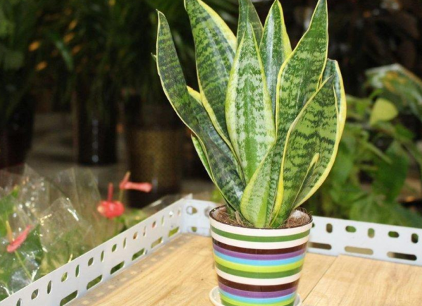 臥室裡養花，怕植物和人爭氧，睡眠越來越差，不如就試試這4樣