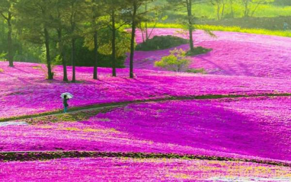 花開如彩色地毯般的草坪—叢生福祿考 花開如彩色地毯般的草坪—叢生福祿考