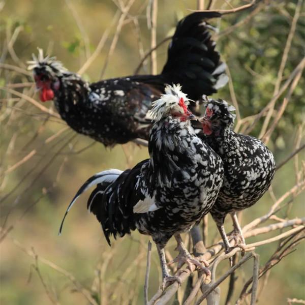 大吉大利天天吃雞,中華名雞知多少?有你家鄉的雞嗎 大吉大利天天吃雞,中華名雞知多少?有你家鄉的雞嗎