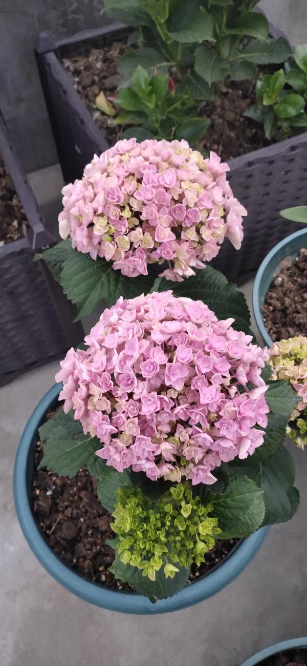 人人都能爆盆的繡球花，為什麼你養就不爆，只因差“5個注意”