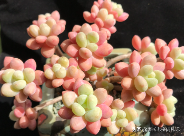 多肉新品“種草”——泡泡糖和達芙妮，顏色粉嫩通透，確實好迷人