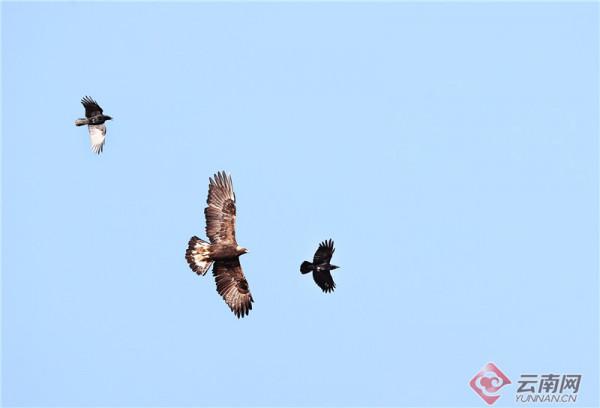 「高畫質大圖」罕見！納帕海出現5種一級保護鳥類