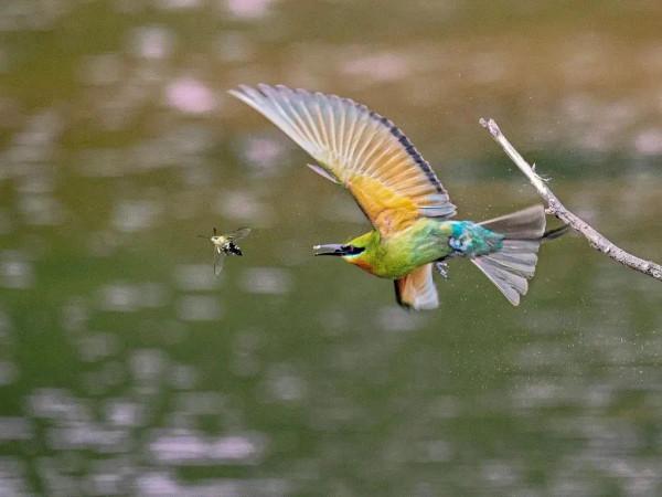 “中國最美小鳥”到底有多美？