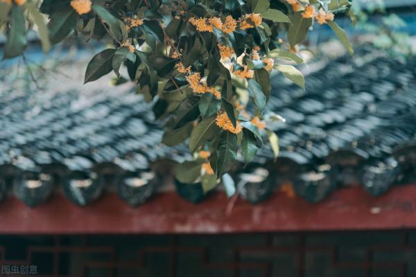 金秋十月，沉醉在江南絕美的秋色中，經典還免費