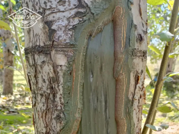 國光冬保護“三部曲”保護果樹枝幹，助力豐產豐收