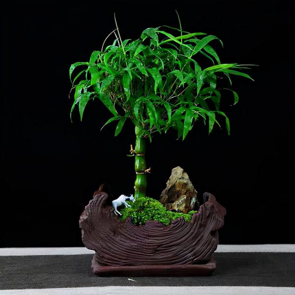 沒有院子養不了竹子？錯，這幾種竹子養在室內，比花好看多了