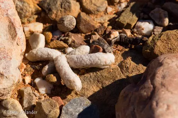 世界那麼大，多肉那麼美，我們一起去看看吧 | 南非多肉欣賞