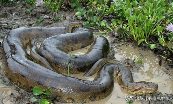 傳說中巨蟒守護的“還魂草”，千金難求，科考隊冒死搜尋有收穫