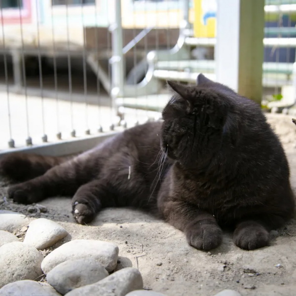 做你的影子,好不好? 做你的影子,好不好?