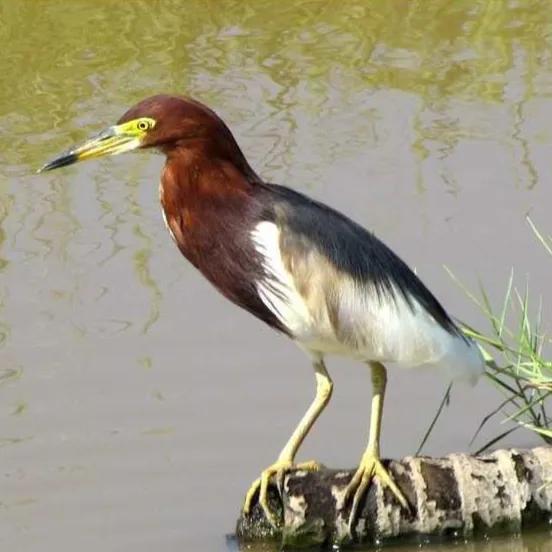 鳥的世界 鳥的天堂