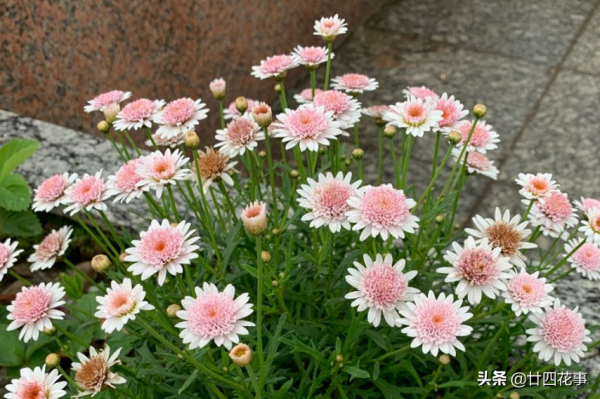 春節3種&OpenCurlyDoubleQuote;廢料&rdquo;，都是養花&OpenCurlyDoubleQuote;寶貝&rdquo;，透氣疏水強，補肥效果好