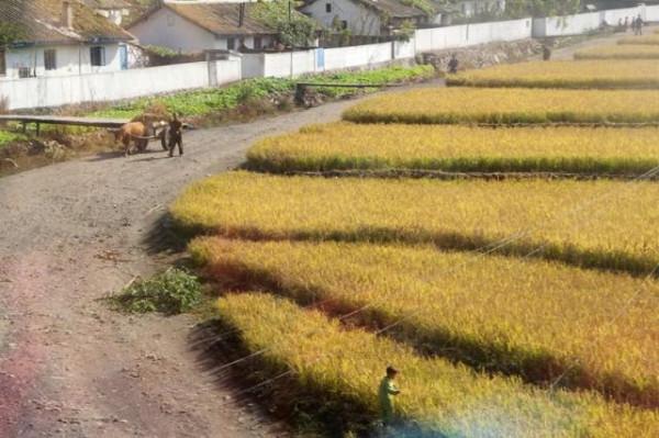 朝鮮百姓每週吃一次肉，這種工作工資很高