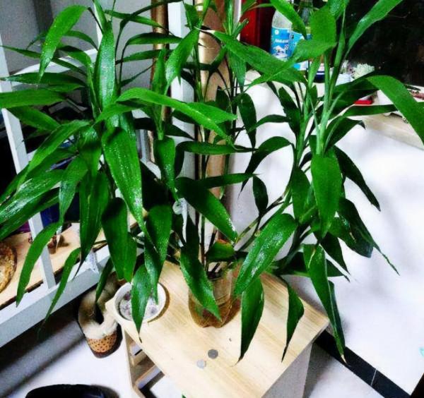 天冷後,9種花要“少水、斷糧”,不然難過冬 天冷後,9種花要“少水、斷糧”,不然難過冬