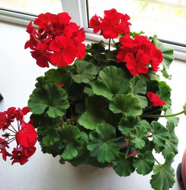 10種花，冬天別噴水，越噴越爛葉，變成光桿特醜