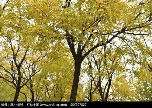 詠菊七絕三十首(30韻) 詠菊七絕三十首(30韻)