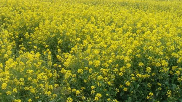 喬冠華有多強？聯合國大會仰天大笑，毛主席：一文能頂兩個坦克師