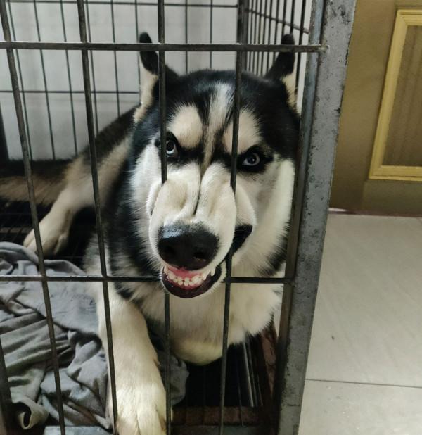 這幾種狗真的不值得買,越養越心累 這幾種狗真的不值得買,越養越心累