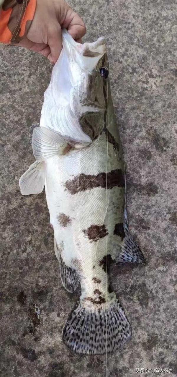 釣了幾年都沒釣到大魚，只要釣獲這幾種，照樣可以吹牛批