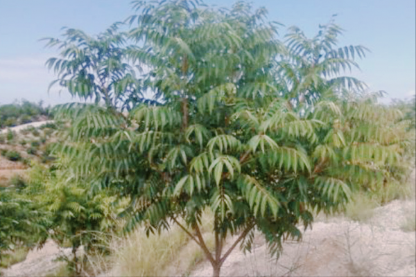 最煩的7種植物最好不要碰,在外遊玩安全第一,預防過敏和中毒 最煩的7種植物最好不要碰,在外遊玩安全第一,預防過敏和中毒