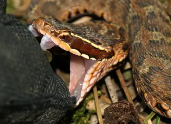 短尾蝮：中國十大毒蛇之一，平平無奇的“土蛇”，咬傷率卻是最高
