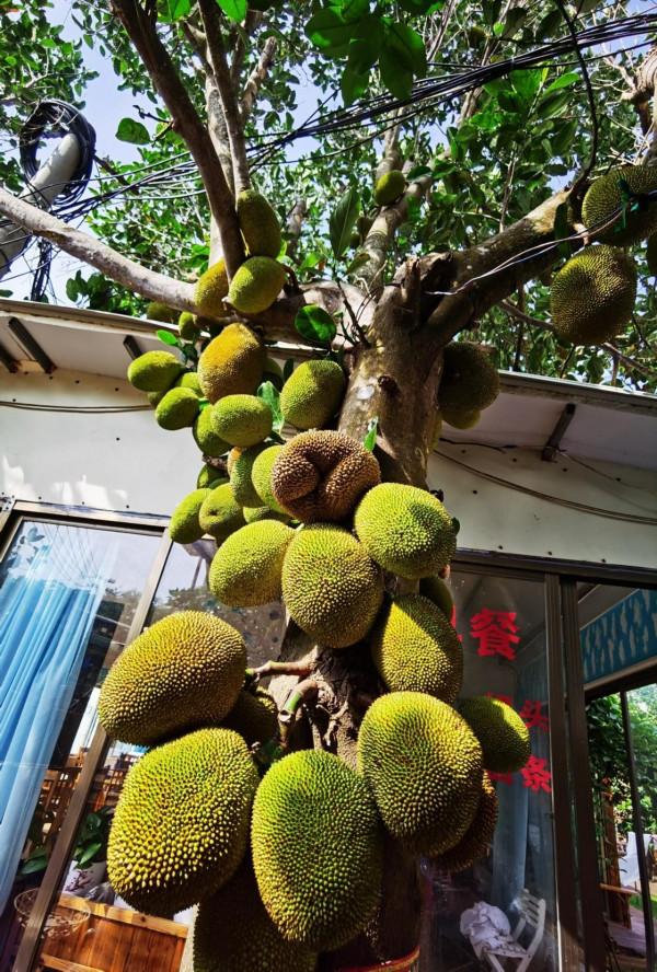 姐妹們的北海之旅