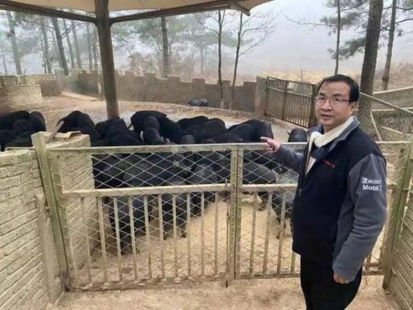 59歲男子做過縣長、報社老總，突然辭職養豬：痛哭過，但絕不後悔