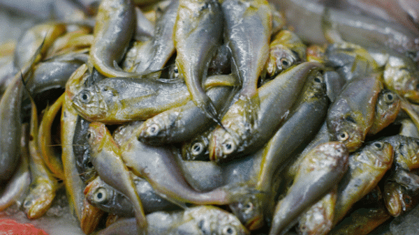 有多少過期肉，被你買回家了？