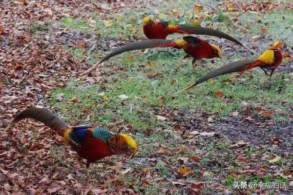 比孔雀還漂亮的雞！大開眼界